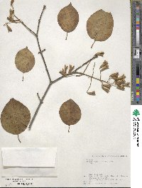 Syringa reticulata image