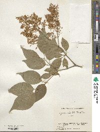 Syringa reticulata image