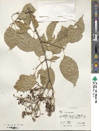 Syringa reticulata image