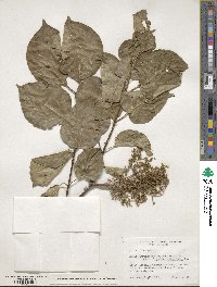 Syringa reticulata image