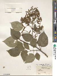 Syringa reticulata image