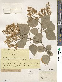 Syringa reticulata image