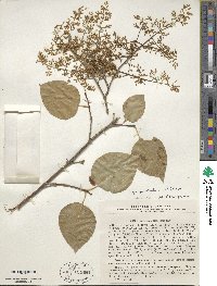 Syringa reticulata image