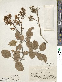 Syringa reticulata image