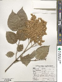 Syringa reticulata subsp. amurensis image