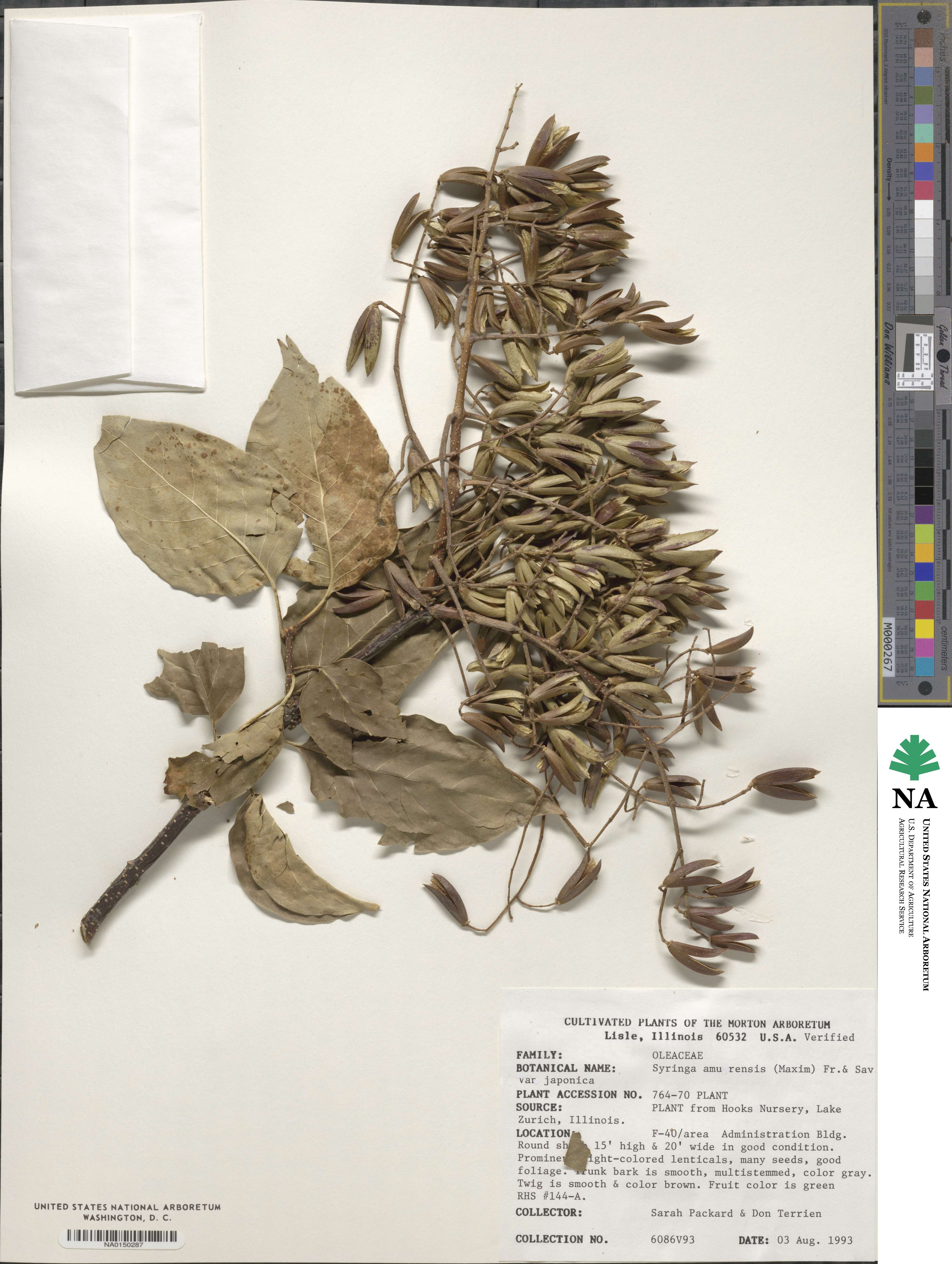 Syringa reticulata subsp. amurensis image