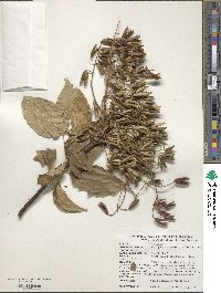 Syringa reticulata subsp. amurensis image