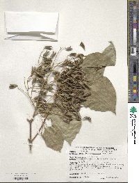 Syringa reticulata subsp. amurensis image