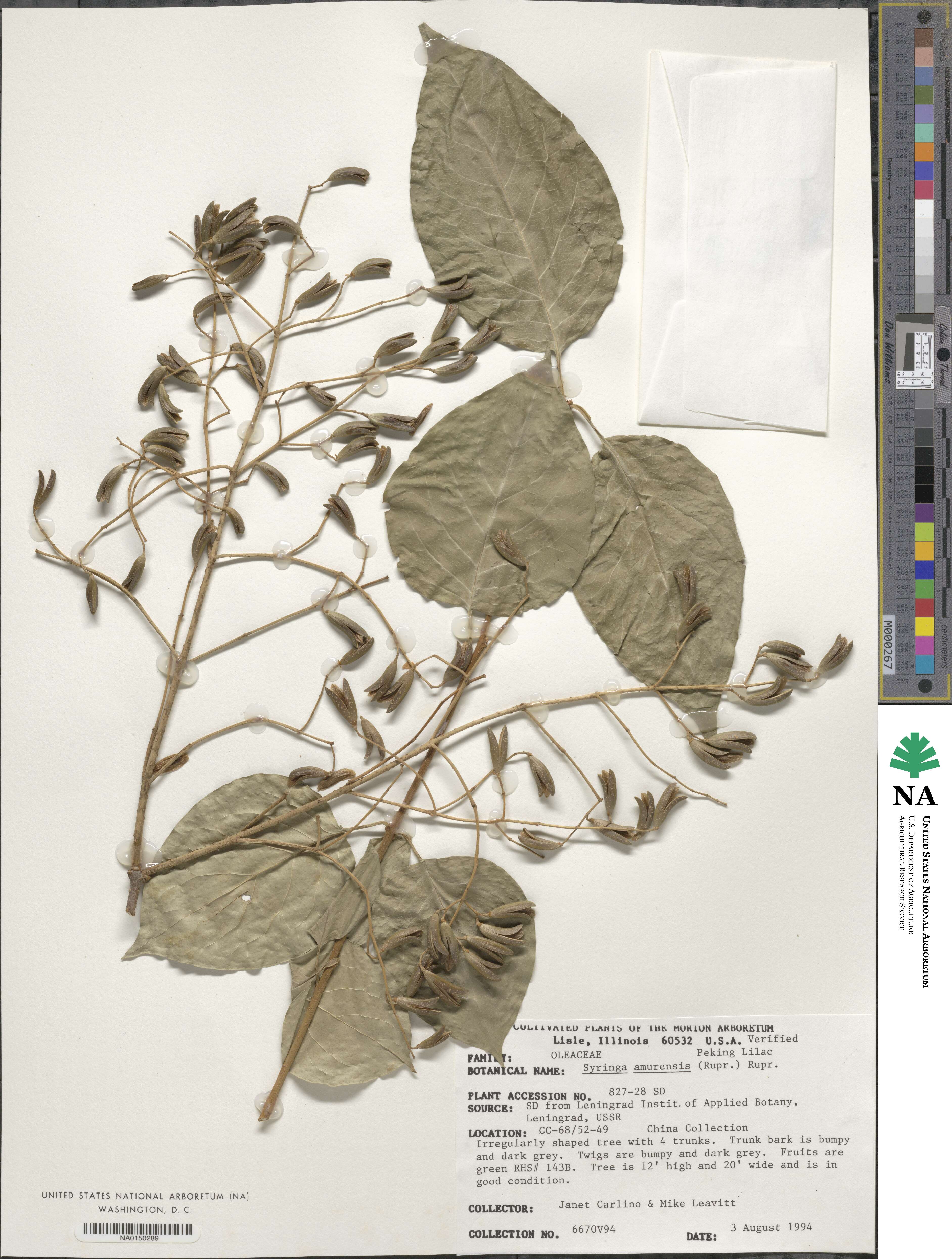 Syringa reticulata subsp. amurensis image