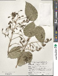 Syringa reticulata subsp. amurensis image