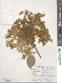 Syringa reticulata image