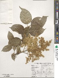 Syringa reticulata subsp. reticulata image