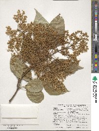 Syringa reticulata image