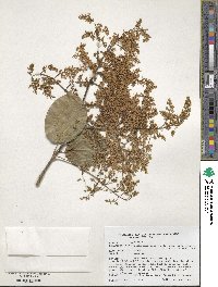 Syringa reticulata image