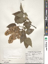 Syringa oblata image