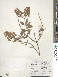 Syringa oblata image