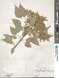 Syringa oblata subsp. oblata image