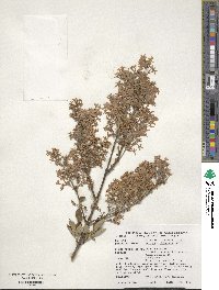 Syringa oblata image