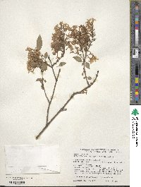 Syringa oblata image