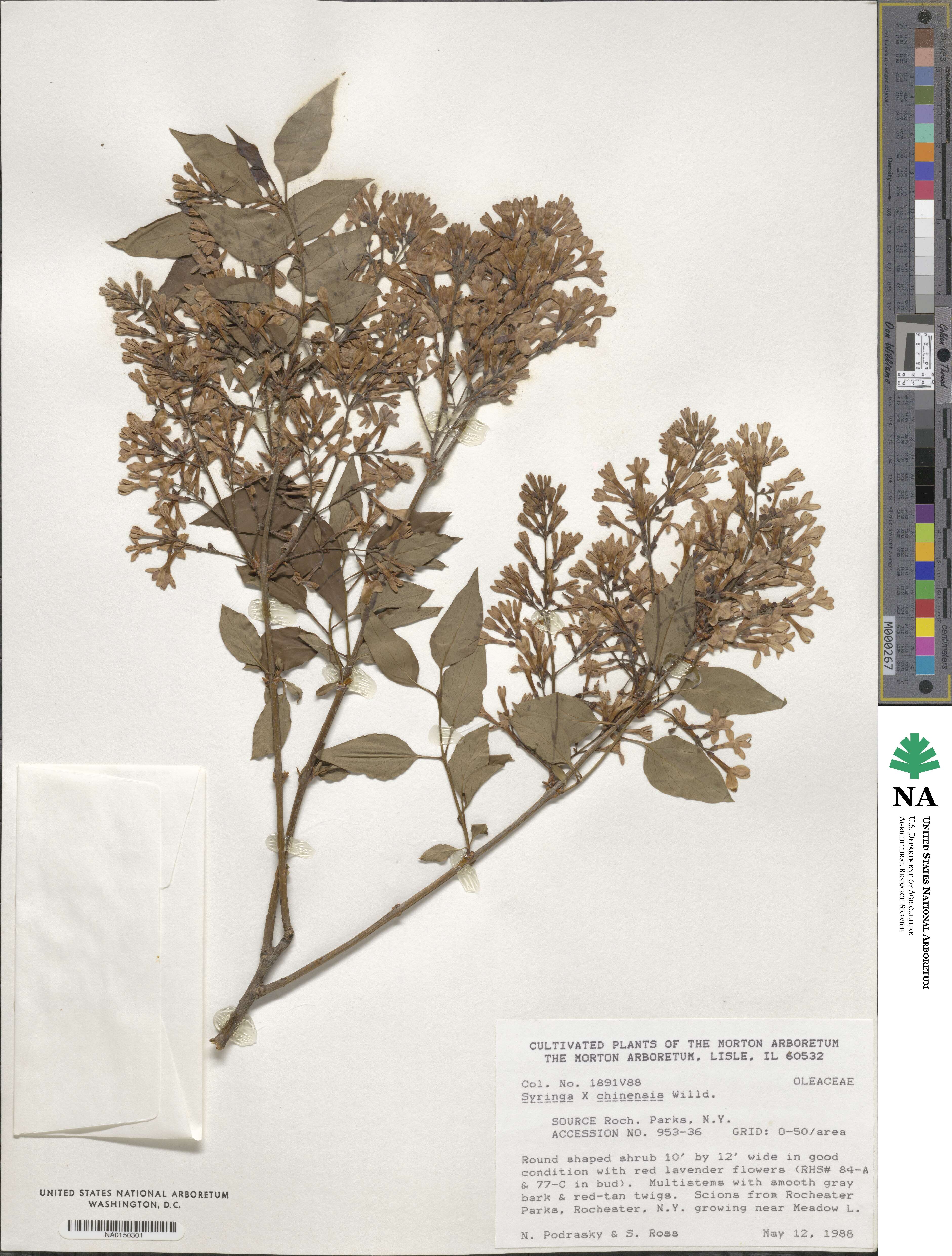 Syringa oblata subsp. oblata image