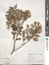 Syringa oblata subsp. oblata image