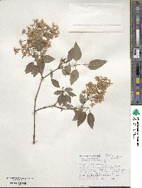 Syringa oblata subsp. oblata image