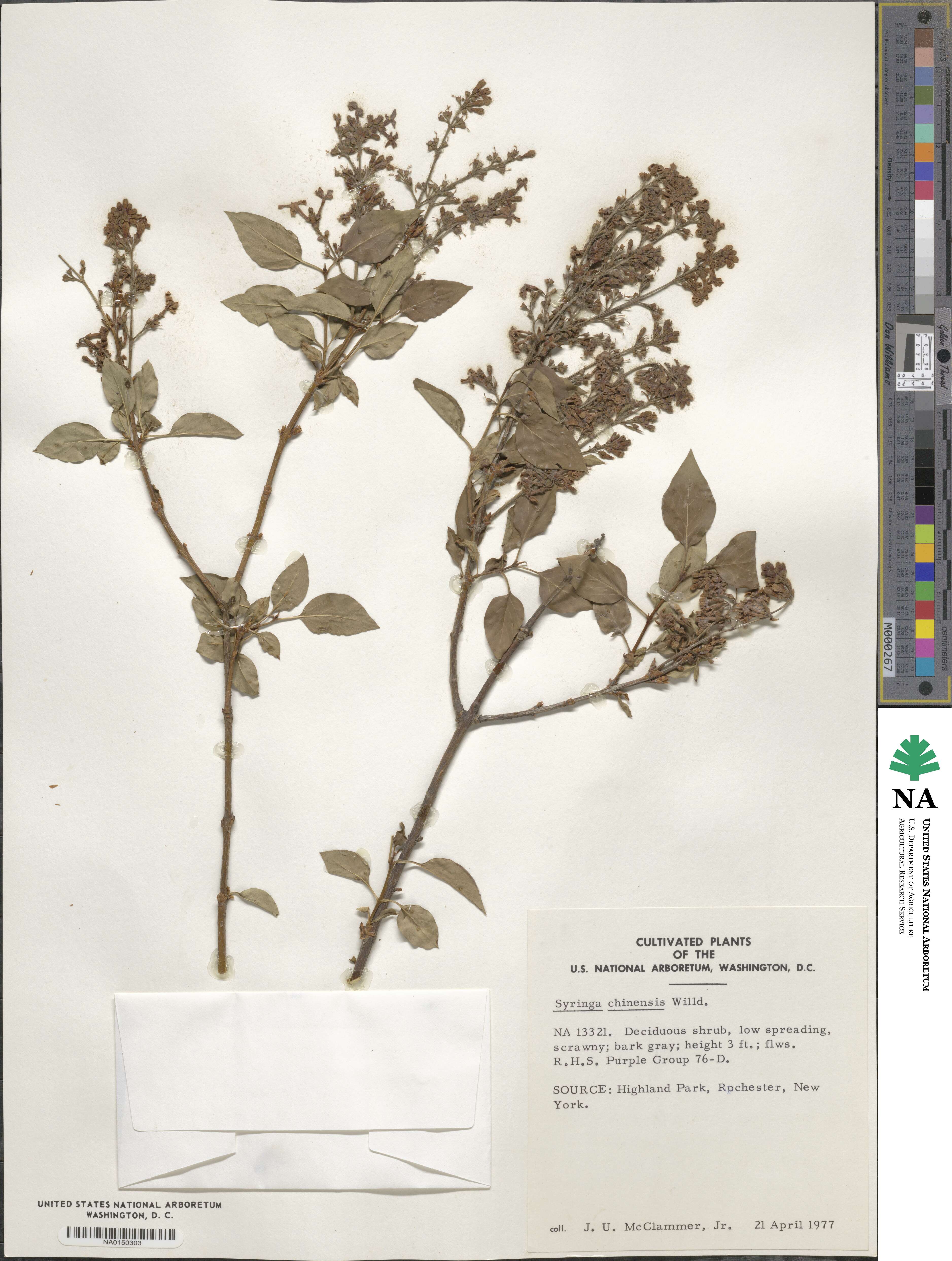 Syringa oblata subsp. oblata image