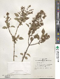 Syringa oblata subsp. oblata image