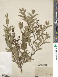 Syringa oblata image