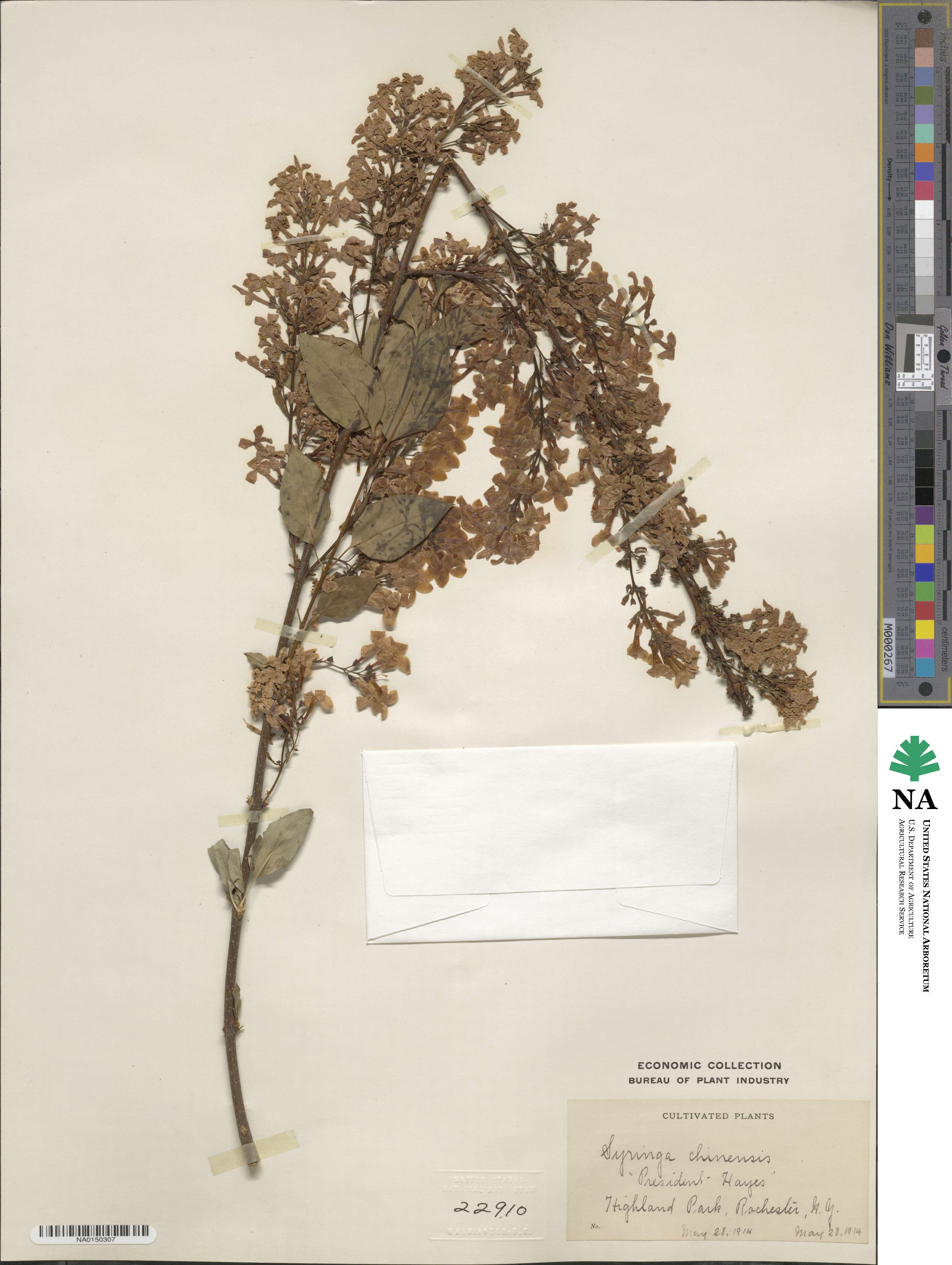 Syringa oblata subsp. oblata image