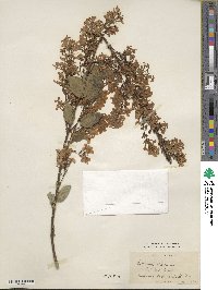 Syringa oblata subsp. oblata image