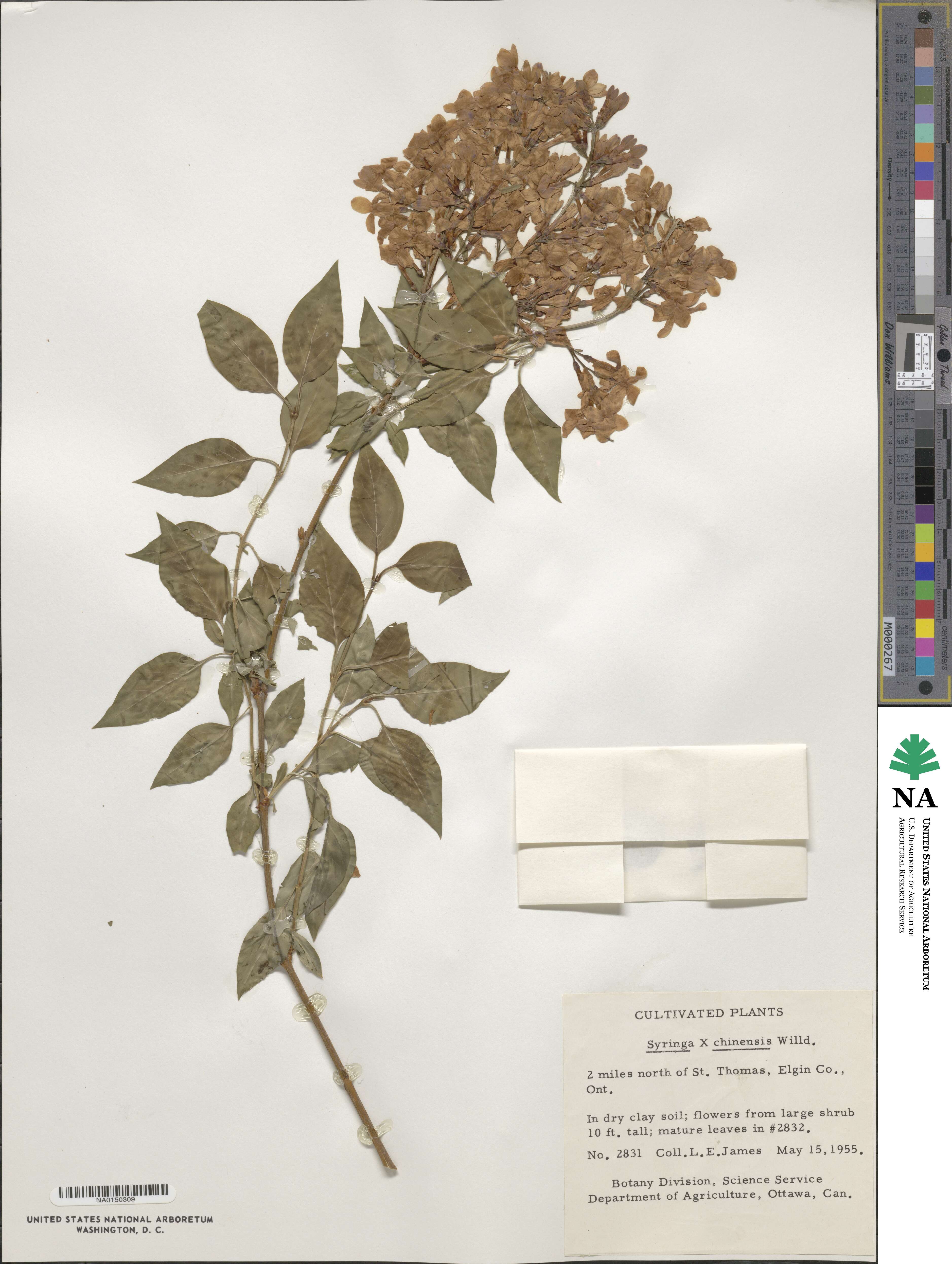 Syringa oblata subsp. oblata image