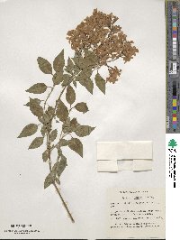 Syringa oblata image