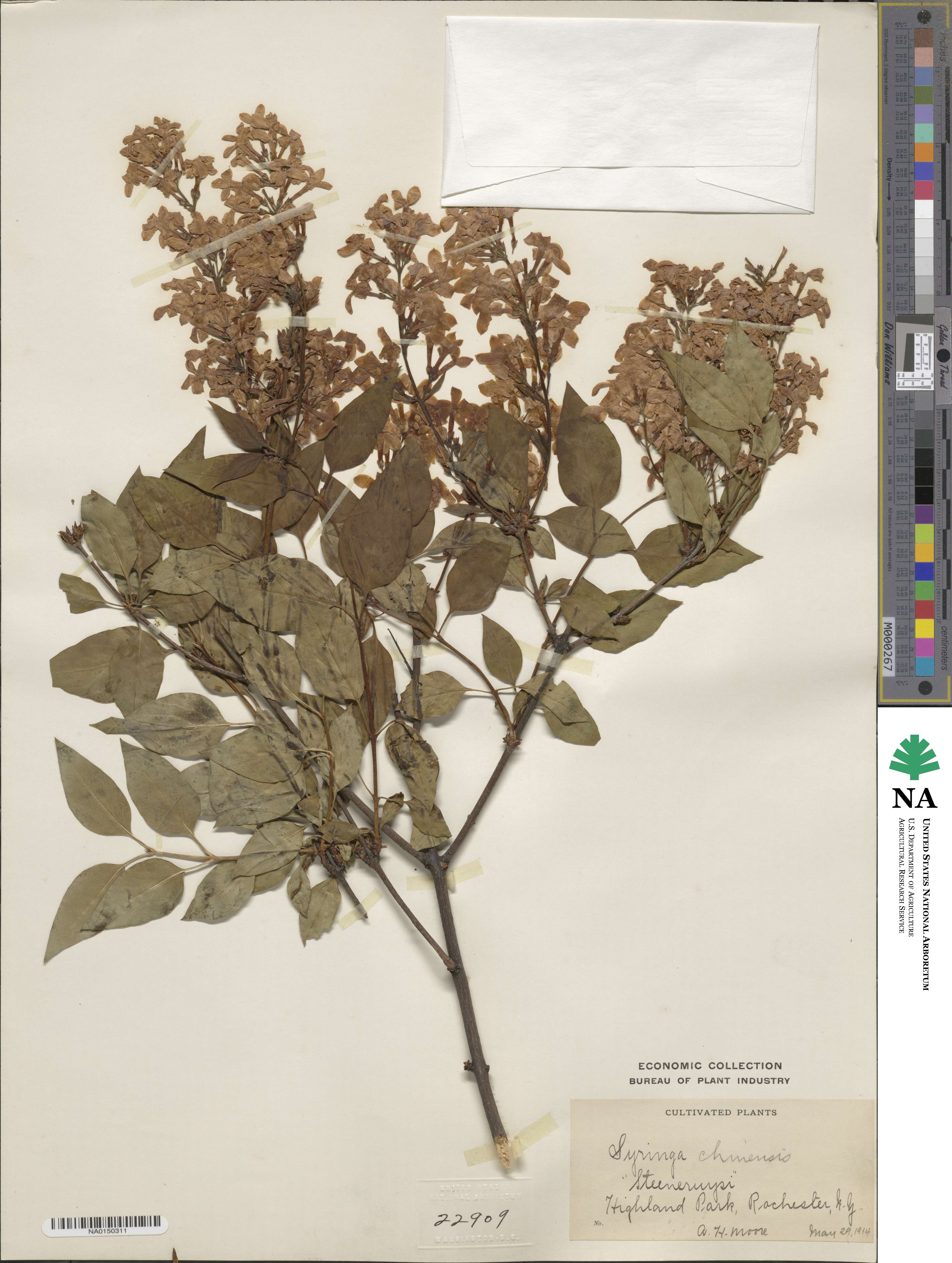 Syringa oblata subsp. oblata image
