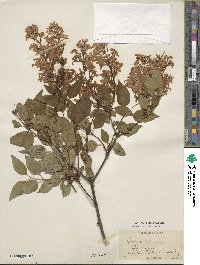 Syringa oblata image