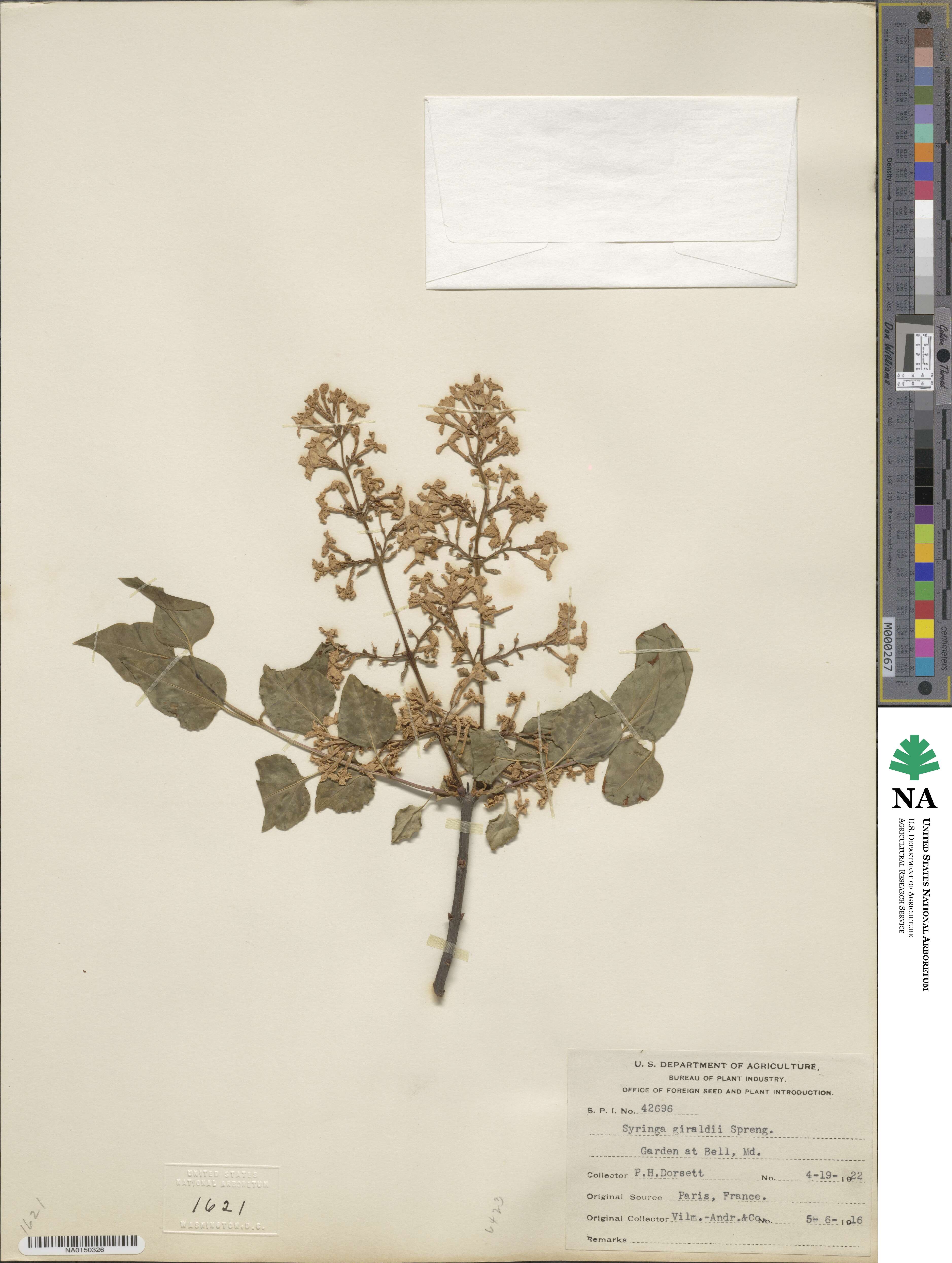 Syringa oblata subsp. oblata image