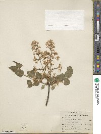 Syringa oblata subsp. oblata image