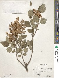 Syringa pubescens image