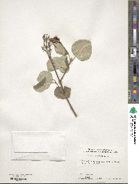 Syringa pubescens image