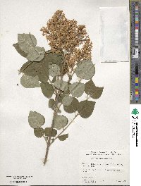 Syringa pubescens image