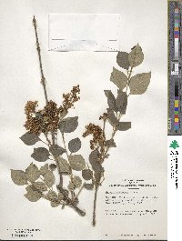 Syringa pubescens image