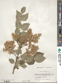 Syringa pubescens image