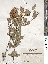 Syringa pubescens image