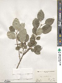 Syringa pubescens image