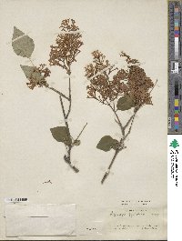 Syringa pubescens image