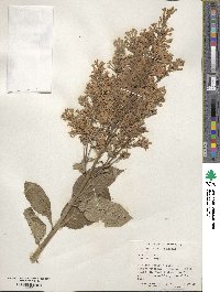 Syringa villosa image