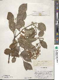 Syringa villosa subsp. wolfii image