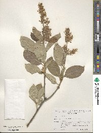 Syringa villosa subsp. wolfii image