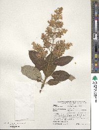 Syringa villosa image