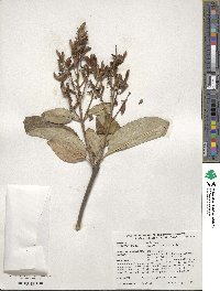 Syringa villosa image